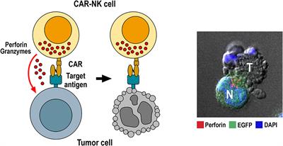 CAR-Engineered NK Cells for the Treatment of Glioblastoma: Turning Innate Effectors Into Precision Tools for Cancer Immunotherapy